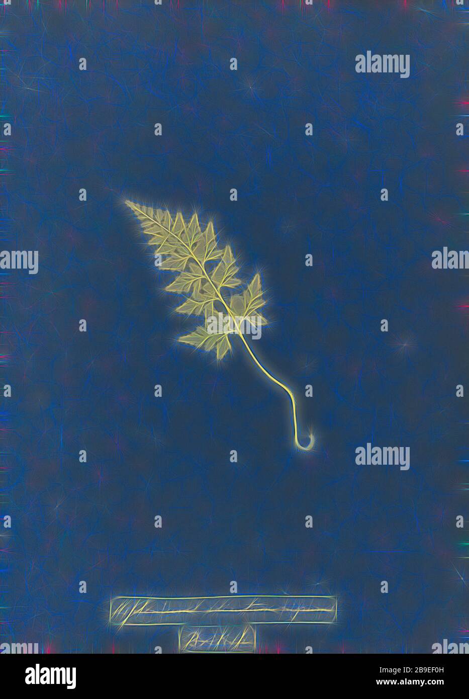 Asplenium adiantum nigrum, British, Anna Atkins (British, 1799 - 1871), England, 1853, Cyanotype, 25.4 × 19.4 cm (10 × 7 5,8 in, Reimagined by Gibon, design of warm cheerful glowing of brightness and light rays radiance. Classic art reinvented with a modern twist. Photography inspired by futurism, embracing dynamic energy of modern technology, movement, speed and revolutionize culture. Stock Photo