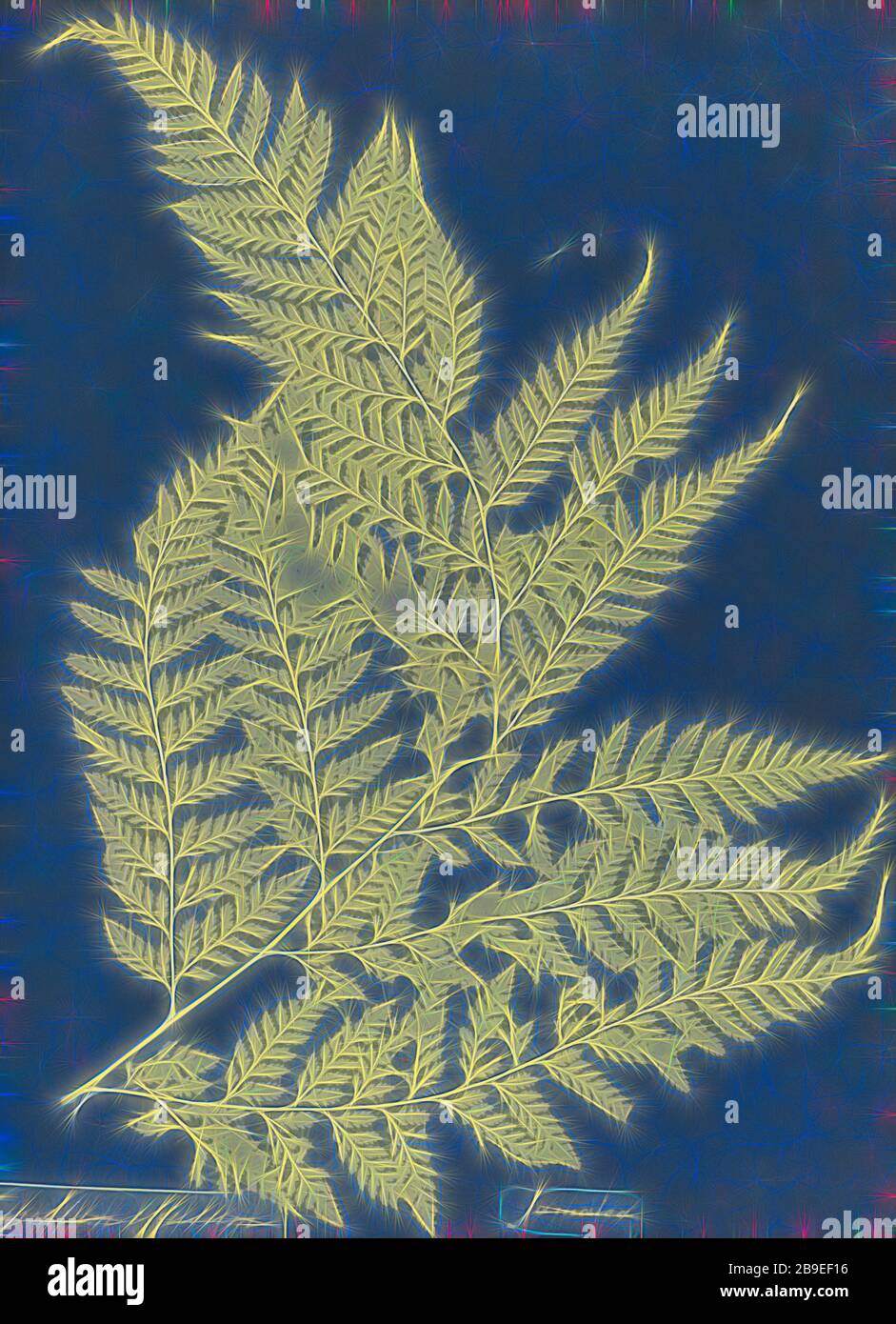 Polypodium effusum, Jamaica, Anna Atkins (British, 1799 - 1871), England, 1853, Cyanotype, 25.4 × 19.4 cm (10 × 7 5,8 in, Reimagined by Gibon, design of warm cheerful glowing of brightness and light rays radiance. Classic art reinvented with a modern twist. Photography inspired by futurism, embracing dynamic energy of modern technology, movement, speed and revolutionize culture. Stock Photo