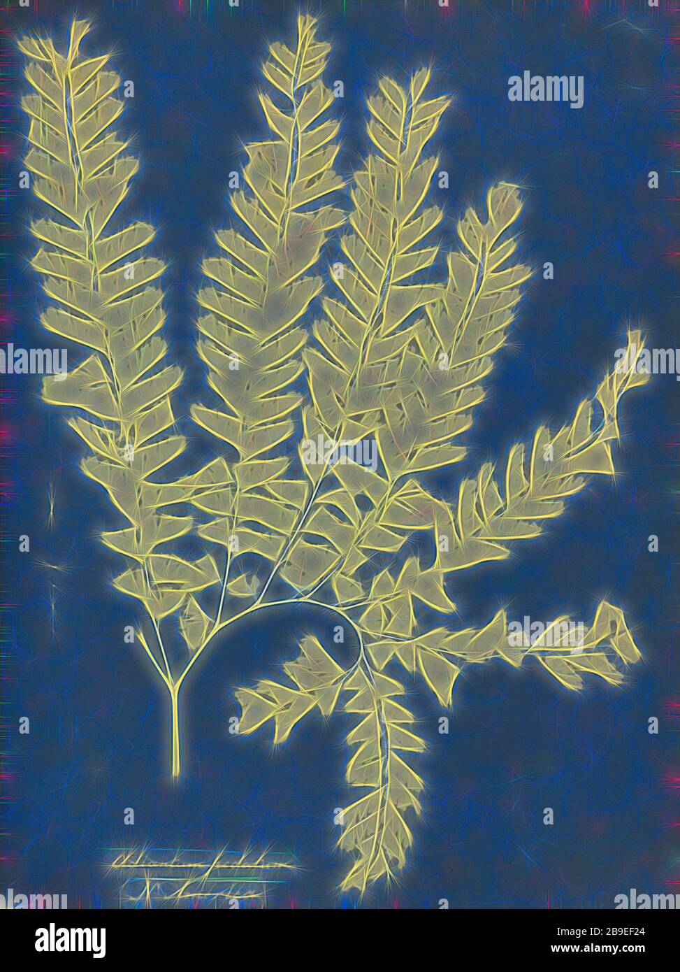 Adiantum pedatum, N. America, Anna Atkins (British, 1799 - 1871), England, 1853, Cyanotype, 25.4 × 19.4 cm (10 × 7 5,8 in, Reimagined by Gibon, design of warm cheerful glowing of brightness and light rays radiance. Classic art reinvented with a modern twist. Photography inspired by futurism, embracing dynamic energy of modern technology, movement, speed and revolutionize culture. Stock Photo