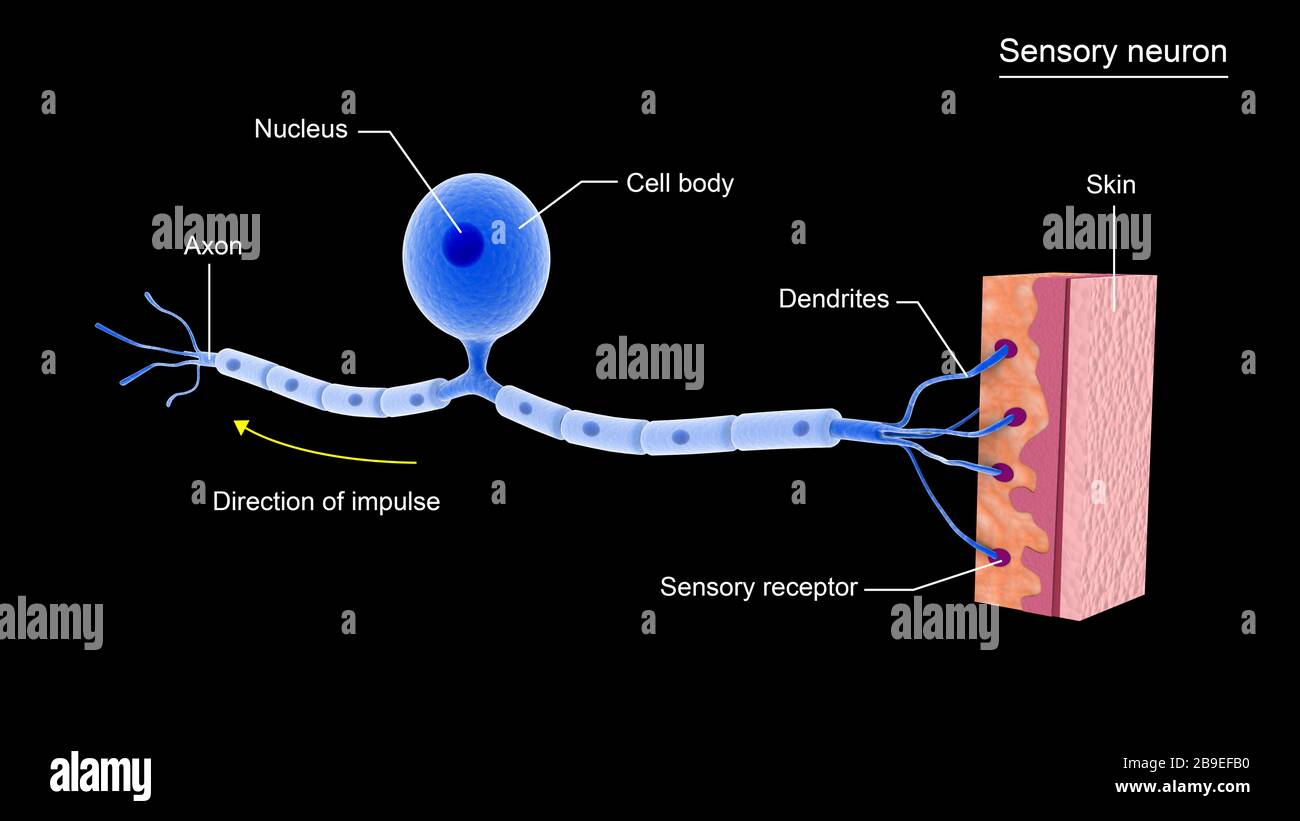 Conceptual image of a sensory neuron. Stock Photo
