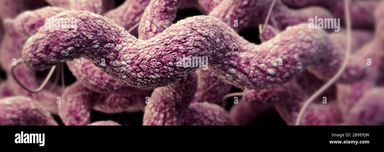3D illustration of the curlicue-shaped Campylobacter sp. bacteria. Stock Photo