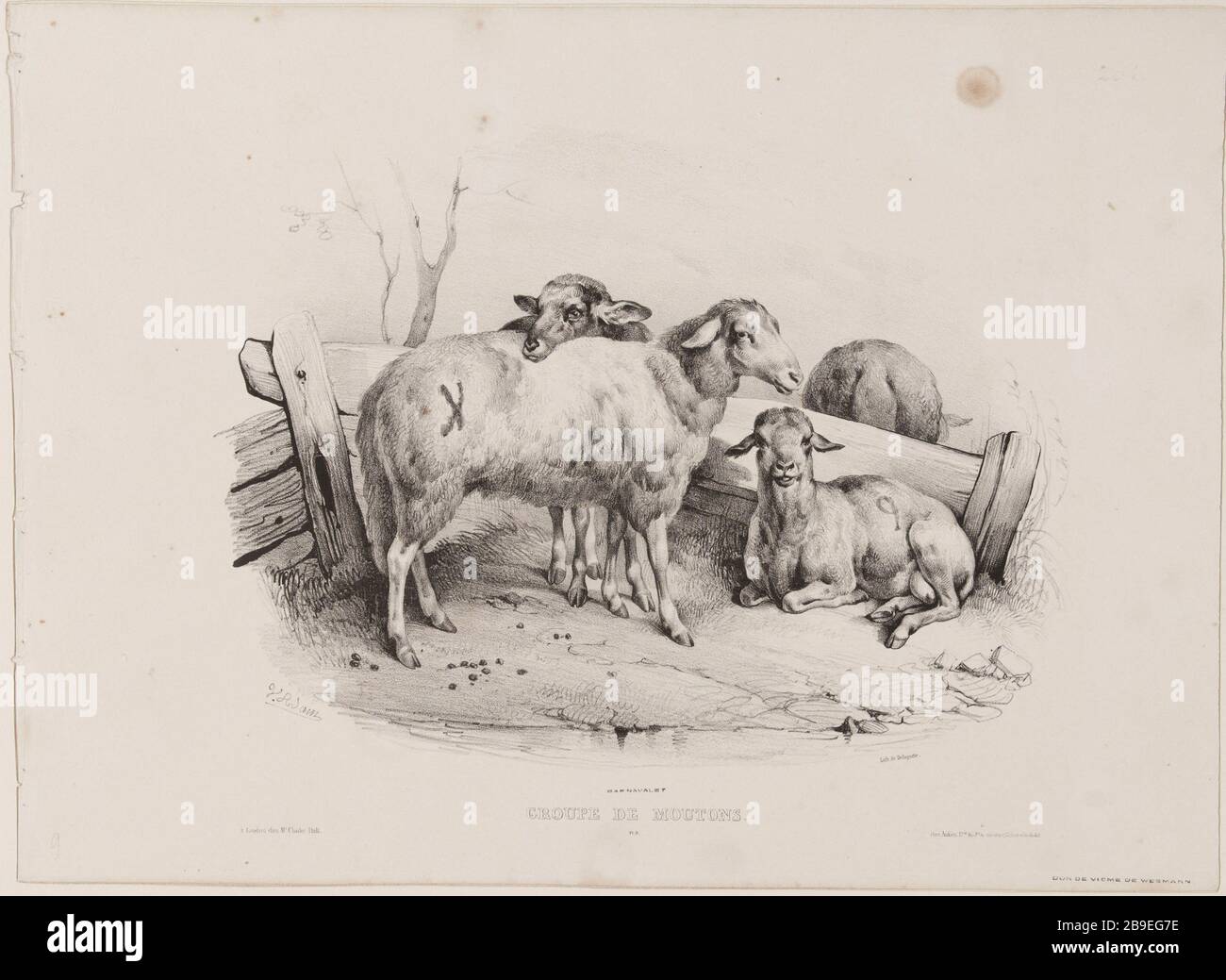 group of sheep (pl.9) Jean-Victor Vincent Adam (1801-1866), peintre et lithographe français. Groupe de moutons (pl.9). Lithographie au crayon, XIXème siècle. Paris, musée Carnavalet. Stock Photo