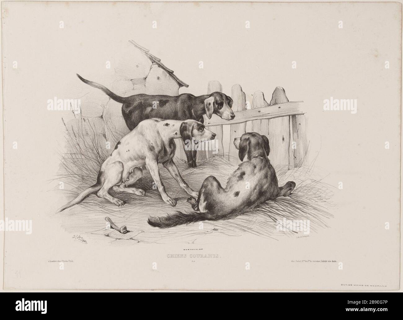 Dogs currents (pl.11) Jean-Victor Vincent Adam (1801-1866), peintre et lithographe français. Chiens courants (pl.11). Lithographie au crayon, XIXème siècle. Paris, musée Carnavalet. Stock Photo