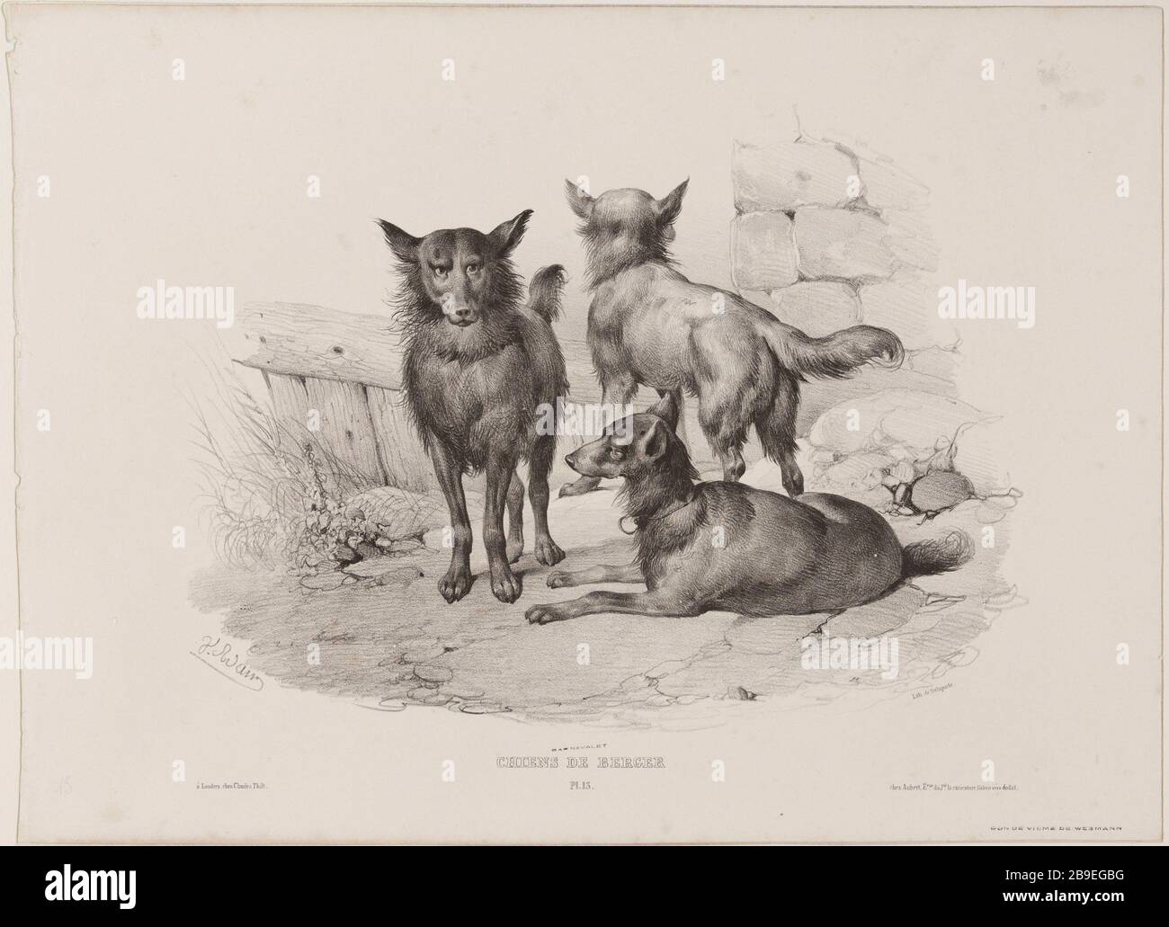 Sheepdogs (pl.13) Jean-Victor Vincent Adam (1801-1866), peintre et lithographe français. Chiens de berger (pl.13). Lithographie au crayon, XIXème siècle. Paris, musée Carnavalet. Stock Photo