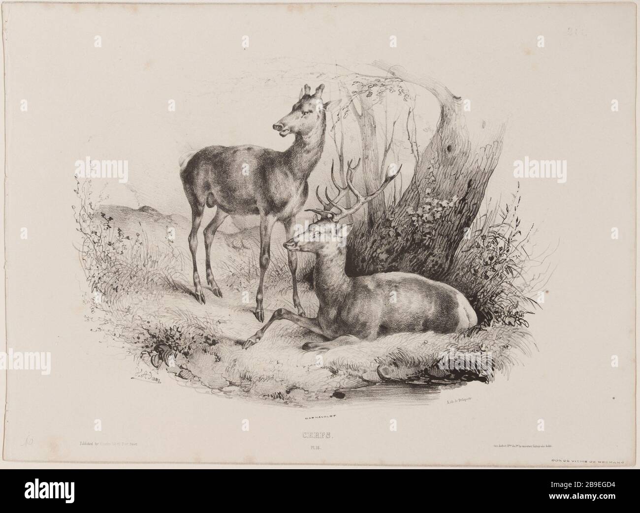 Deer (pl.16) Jean-Victor Vincent Adam (1801-1866), peintre et lithographe français. Cerfs (pl.16). Lithographie au crayon, XIXème siècle. Paris, musée Carnavalet. Stock Photo
