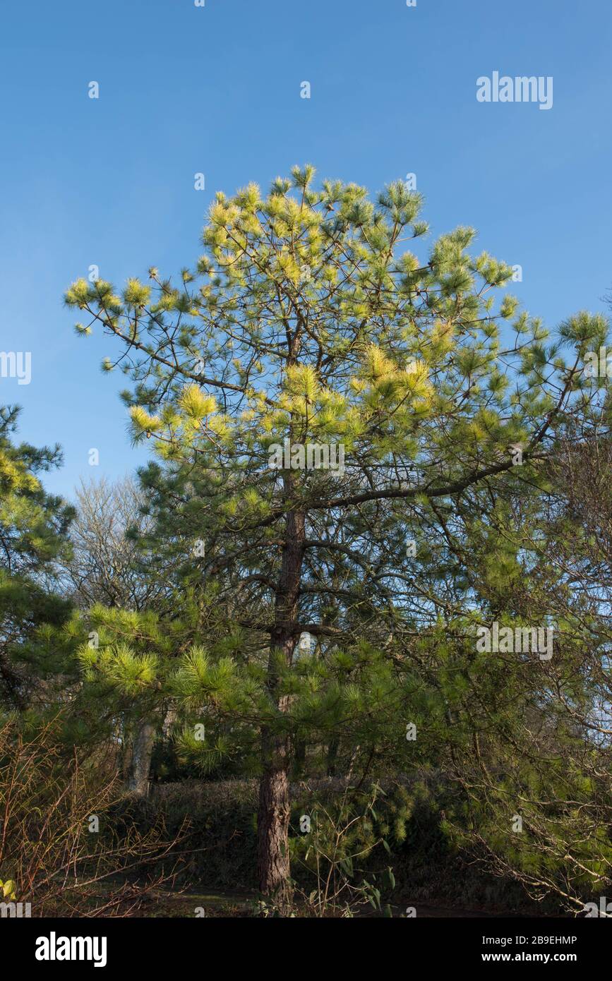 Winter Foliage of an Evergreen Chinese Red Pine Tree (Pinus tabuliformis) with a Bright Blue Sky Background in a Garden in Rural Devon, England, UK Stock Photo