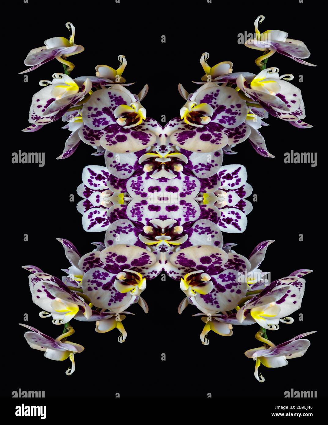 Surrealistic symmetrical pattern of white blue violet orchid blossoms on black background Stock Photo