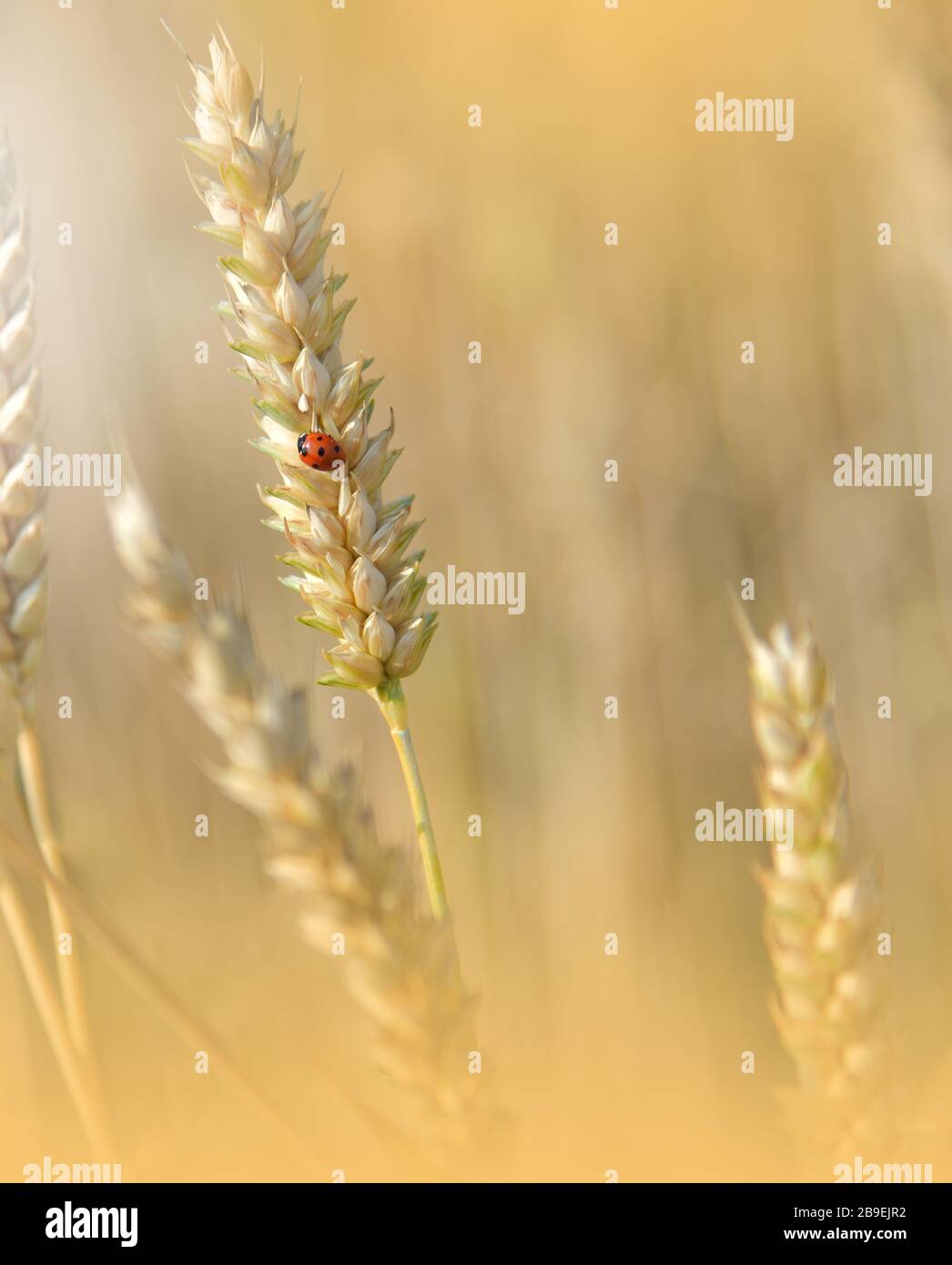 Beautiful Nature   of Golden Wheat Close .Sunset   Scenery under Shining  Artistic Wallpaper  Stock Photo - Alamy