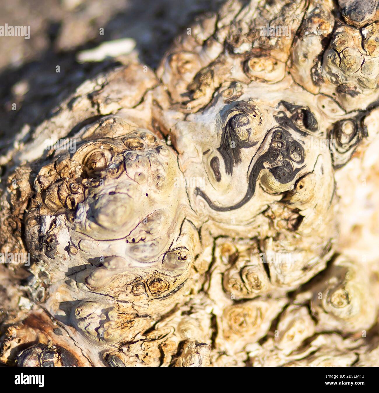 Surface of a dead tree Stock Photo