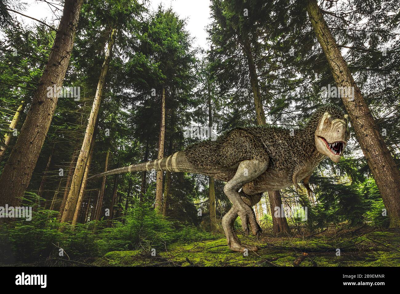 3D illustration of a T-Rex with feathers hunting in the forest. Stock Photo