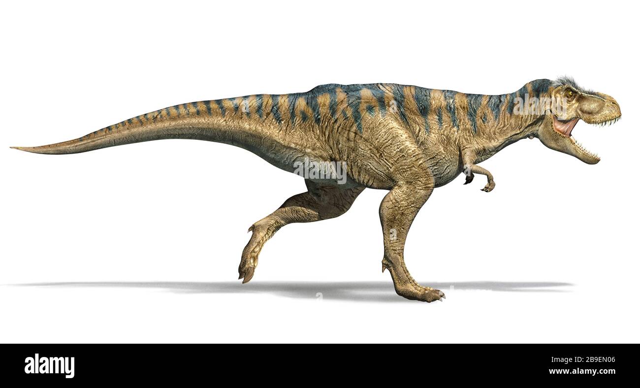 3D Illustration Of A T rex Dinosaur Running Side View On White 