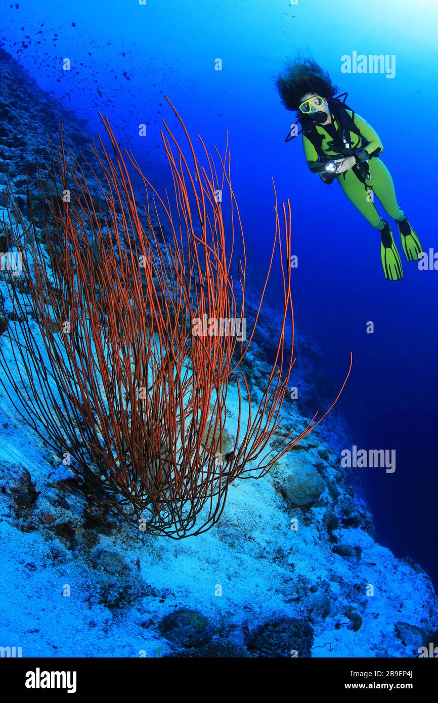 Sea whip coral (Ellisella ceratophyta) and scuba diver underwater in the coral reef of the Maldives Stock Photo