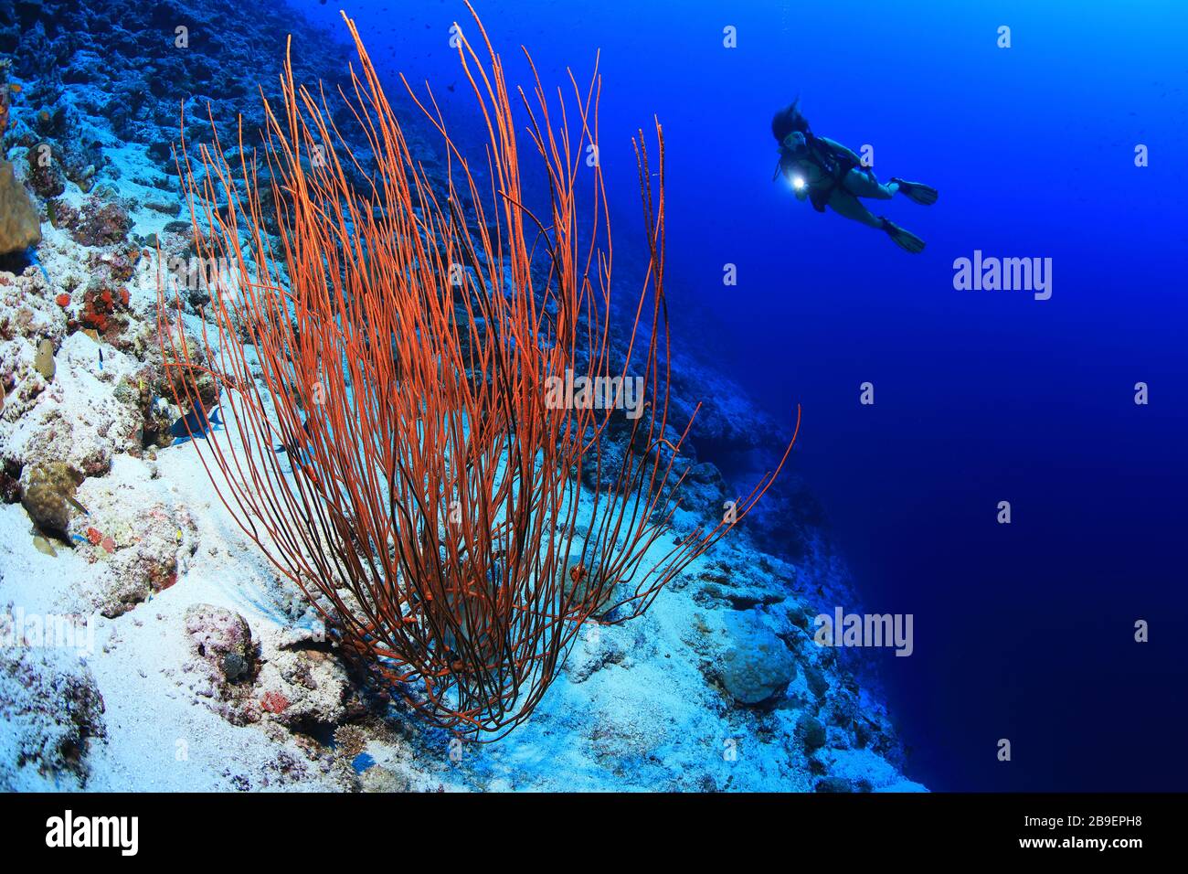 Sea whip coral (Ellisella ceratophyta) and scuba diver underwater in the coral reef of the Maldives Stock Photo