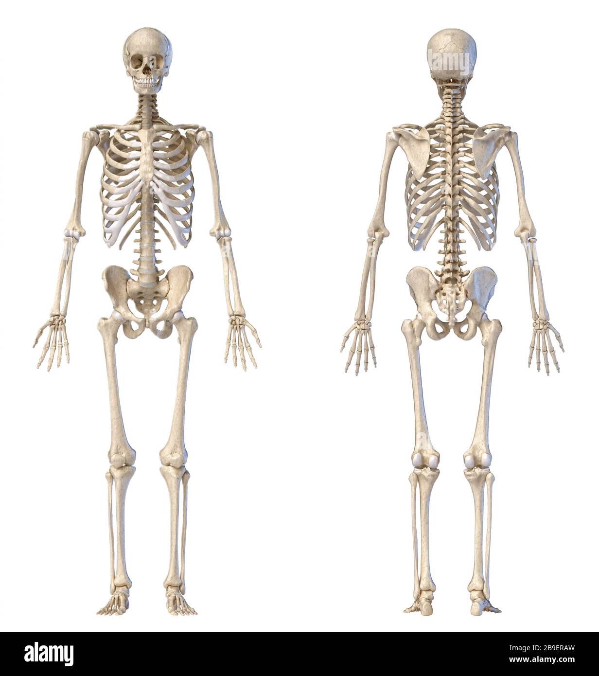 Front and back views of full human skeleton on white background. Stock Photo