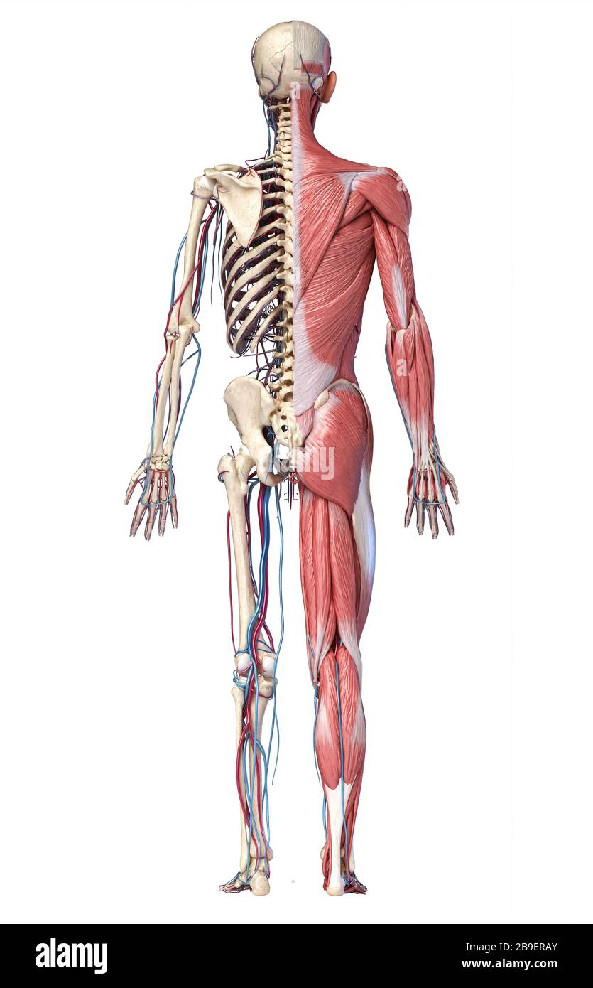 3d Illustration Of Full Human Skeleton With Muscles Veins And Arteries