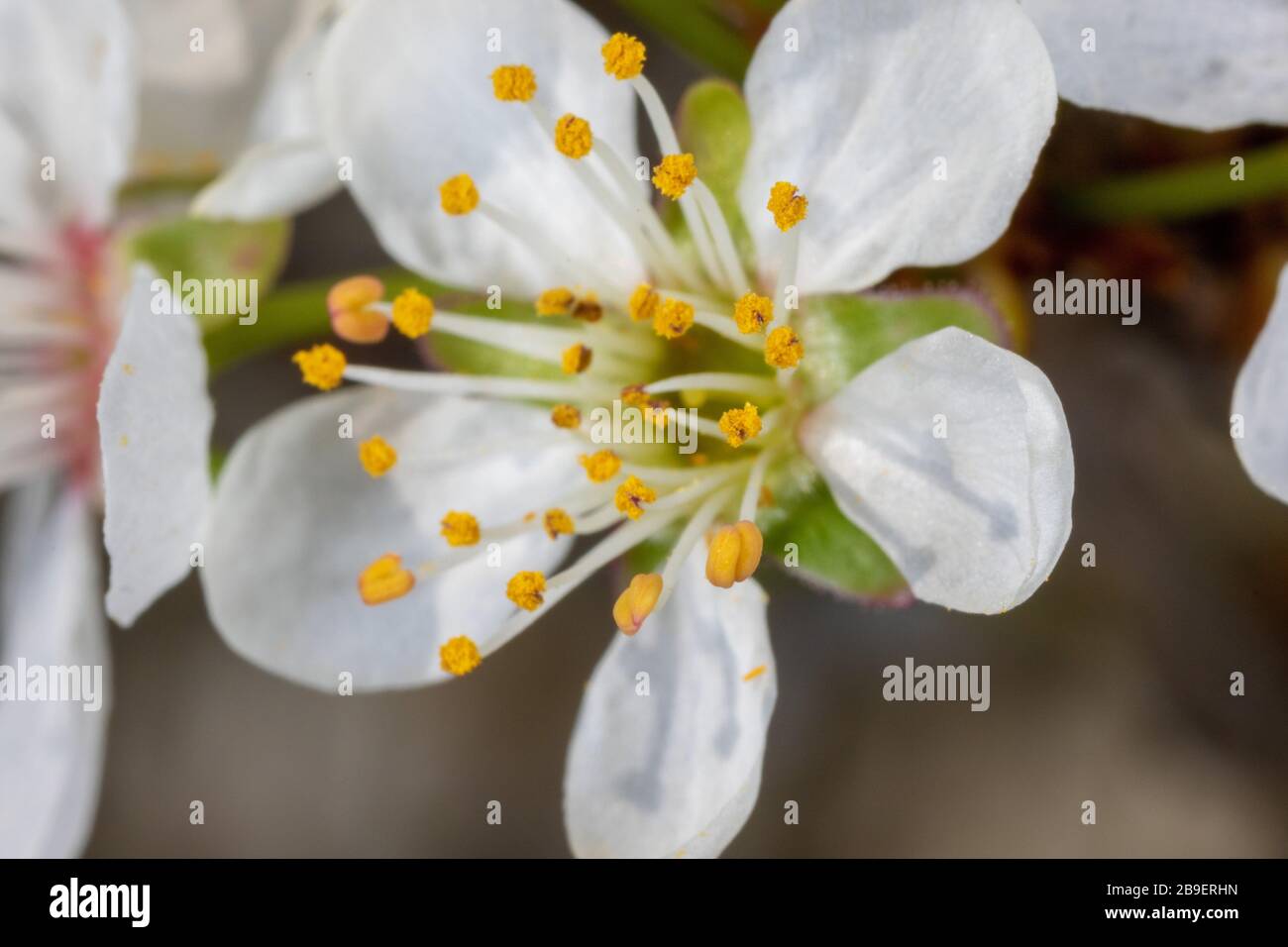 A close-up of the flower of Prunus avium, commonly called wild cherry, sweet cherry, or gean Stock Photo