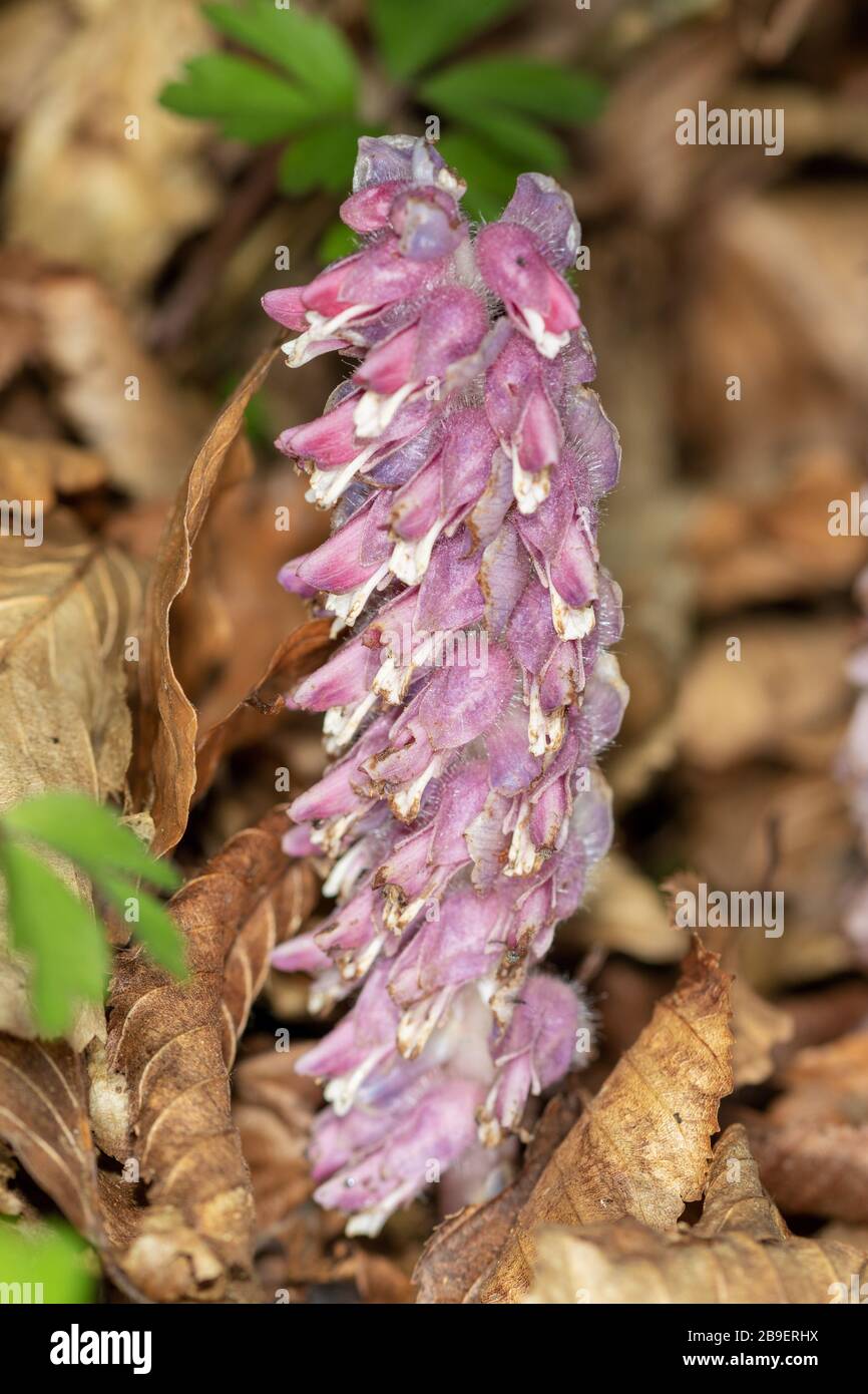 Parasitic plant Lathraea squamaria, the common toothwort, on the forest floor Stock Photo