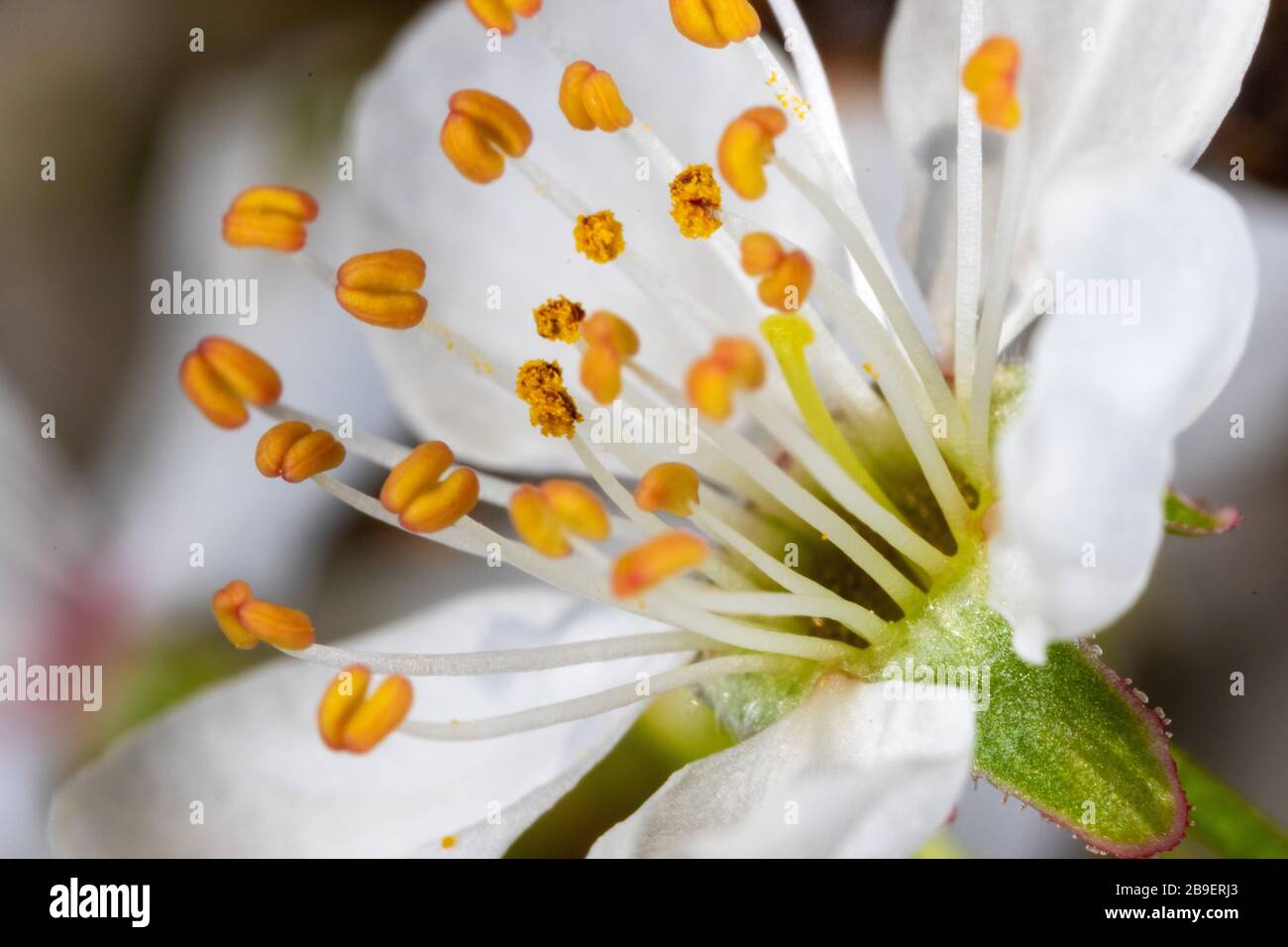 A close-up of the flower of Prunus avium, commonly called wild cherry, sweet cherry, or gean Stock Photo