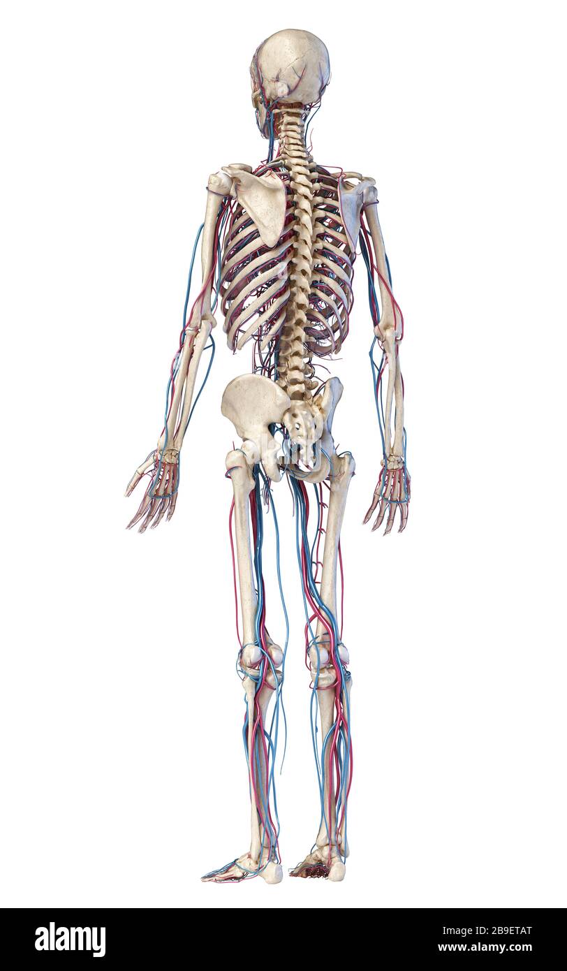 Human skeleton with veins and arteries. Rear perspective view on white background. Stock Photo