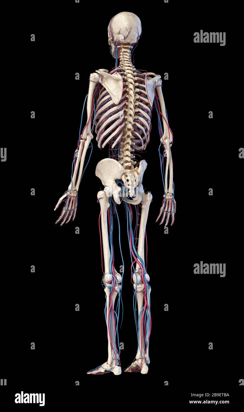 Human skeleton with veins and arteries. Rear perspective view on black background. Stock Photo