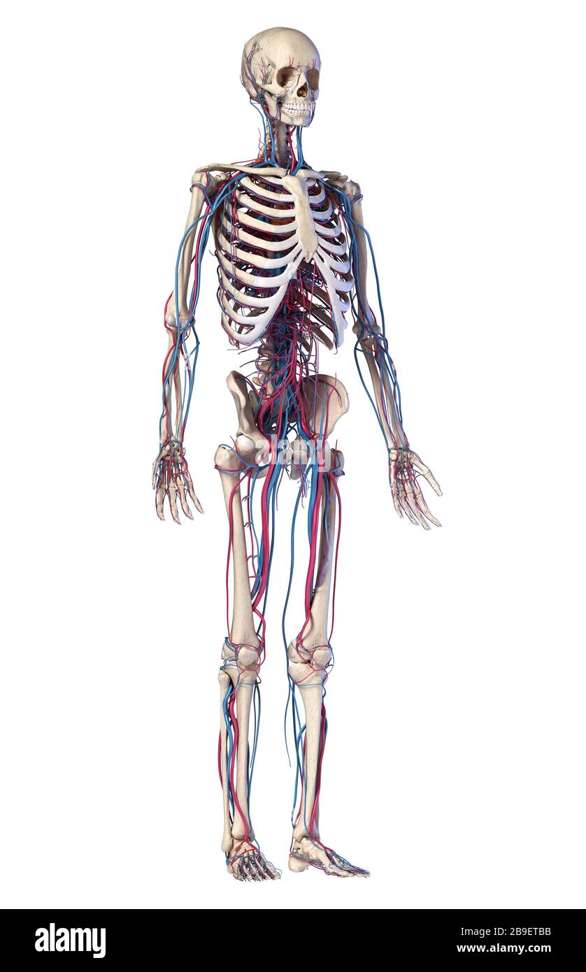 Human skeleton with veins and arteries. Front perspective view on white background. Stock Photo