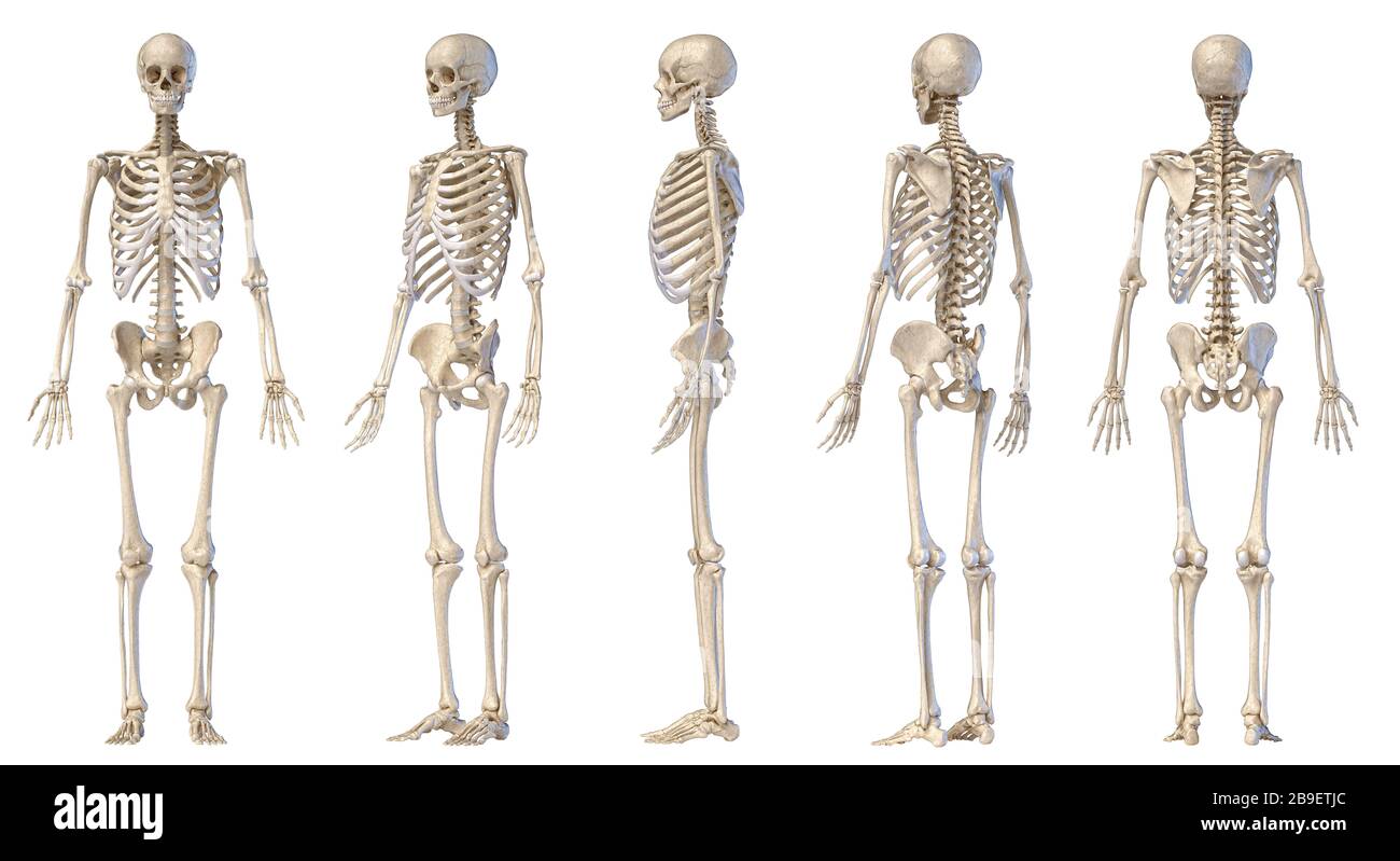 3D illustration of full male skeleton, multiple angles on white background. Stock Photo