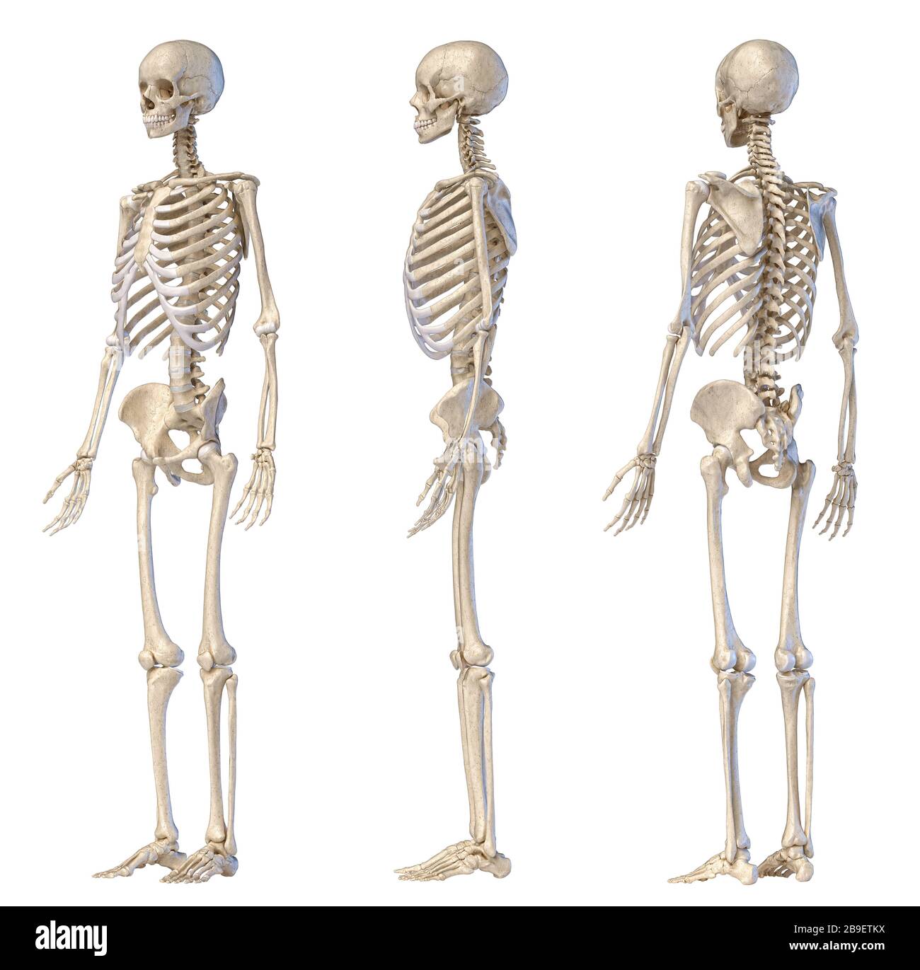 Three angles of full body male skeleton on white background. Stock Photo