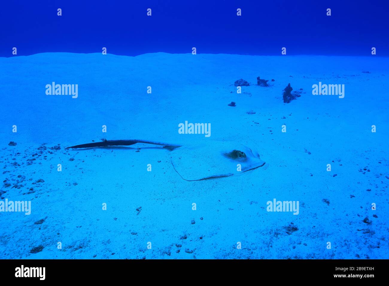Chowtail stingray (Pastinachus sephen) underwater in the tropical waters of the Indian Ocean Stock Photo