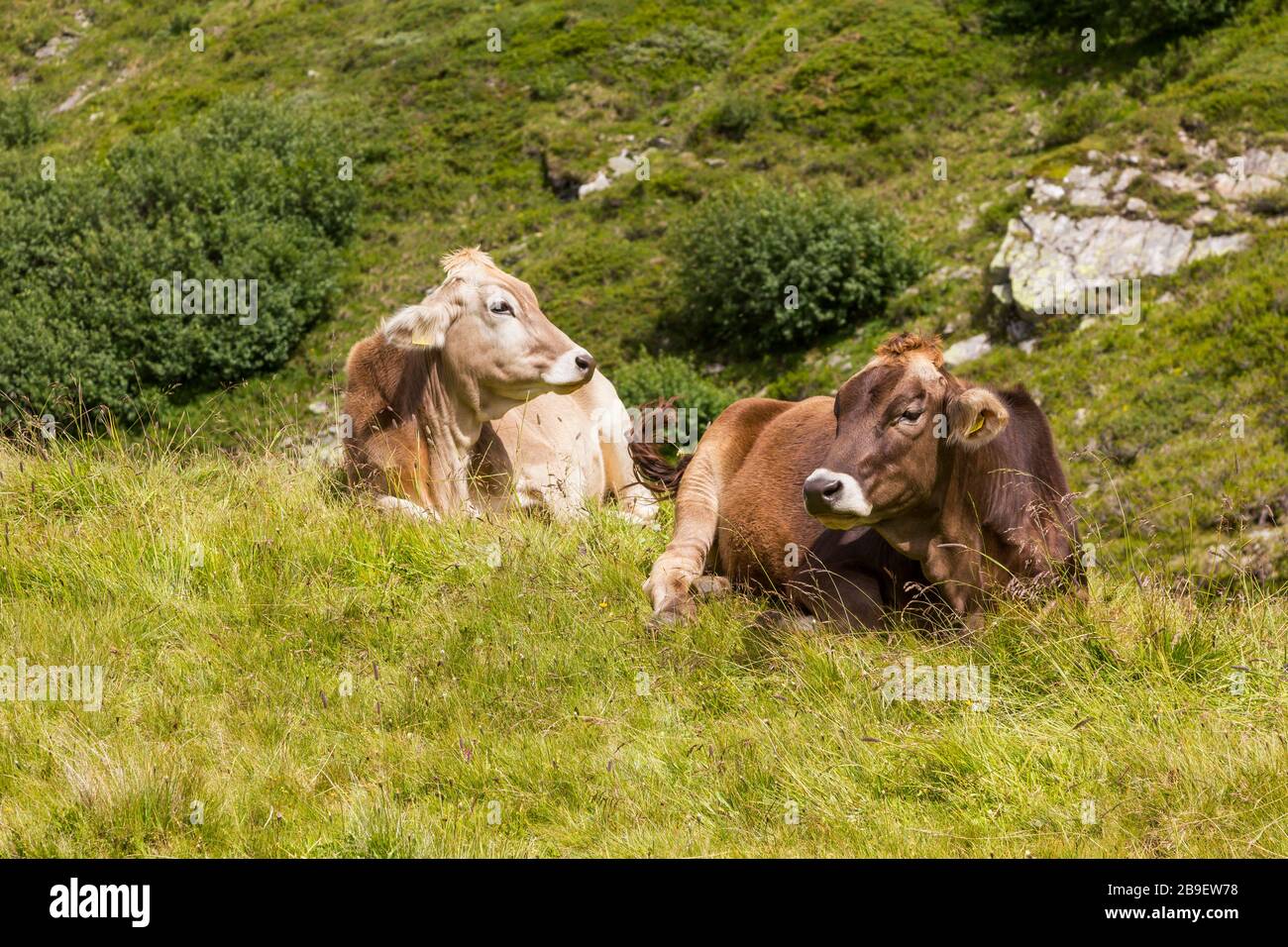 Cows of the mountain pasture hi-res stock photography and images - Alamy