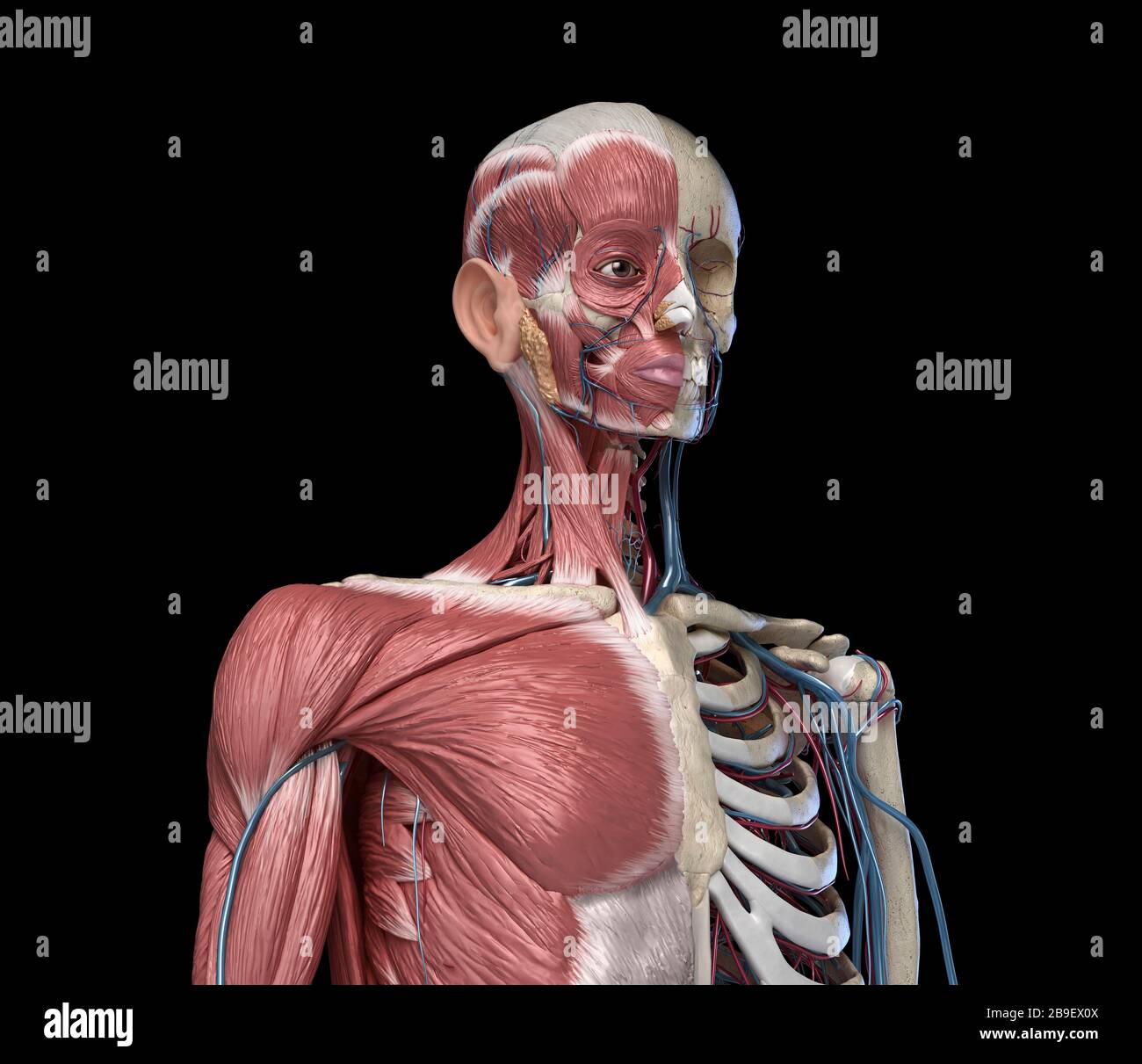 Front View Of Human Torso Skeleton With Muscles Veins And Arteries On Black Background Stock Photo Alamy