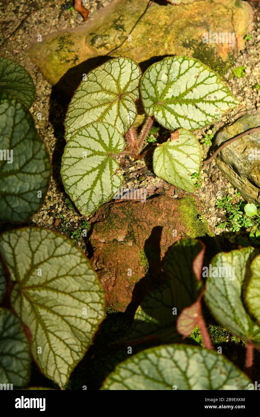 Begonias tropical and subtropical Asia plant Stock Photo