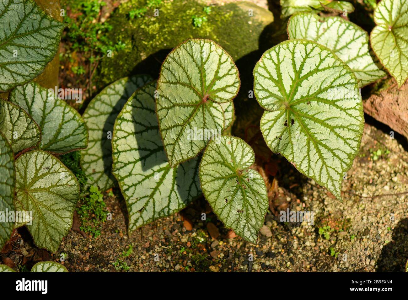 Begonias tropical and subtropical Asia plant Stock Photo