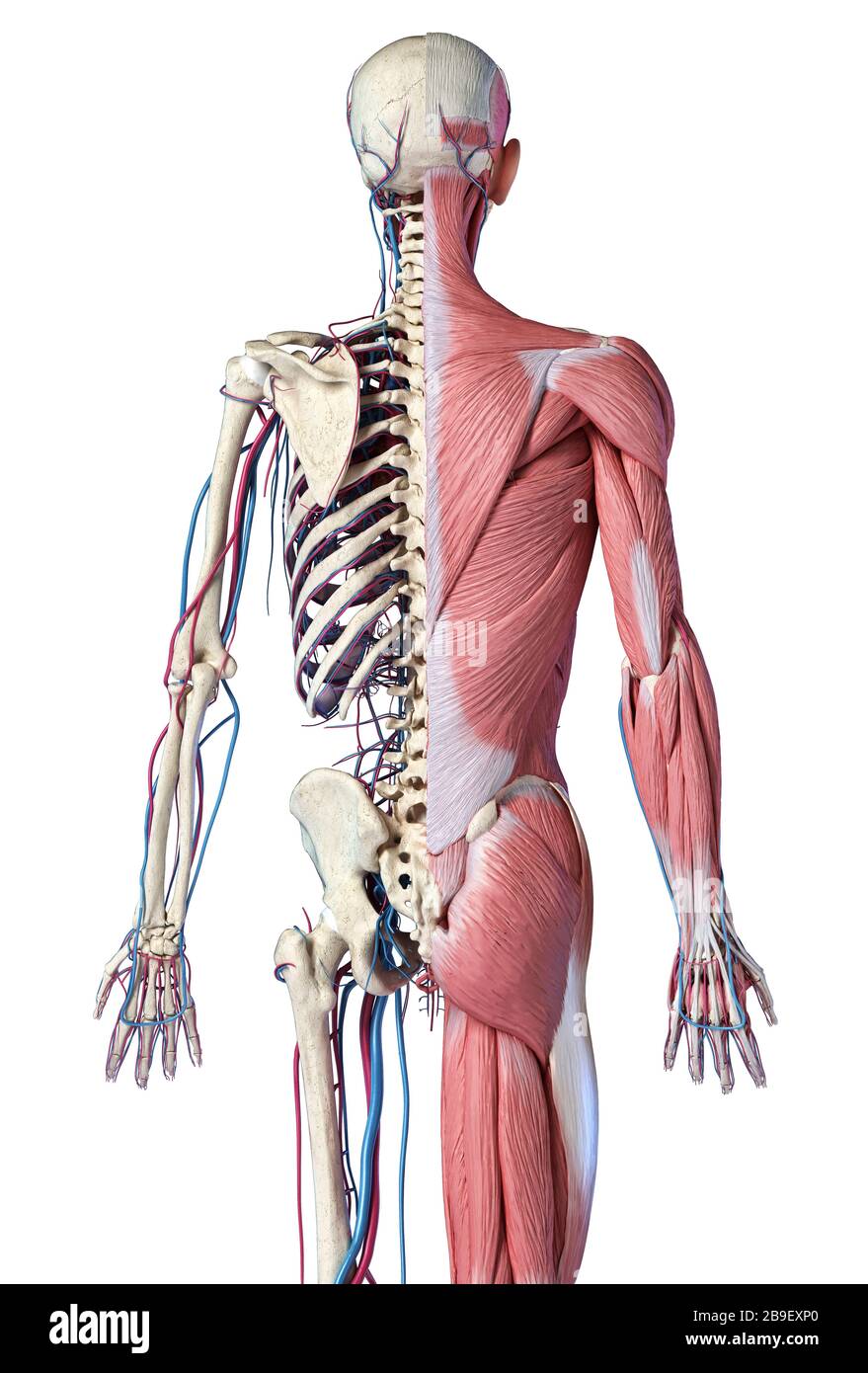 Rear view of upper body skeleton with muscles, veins and arteries