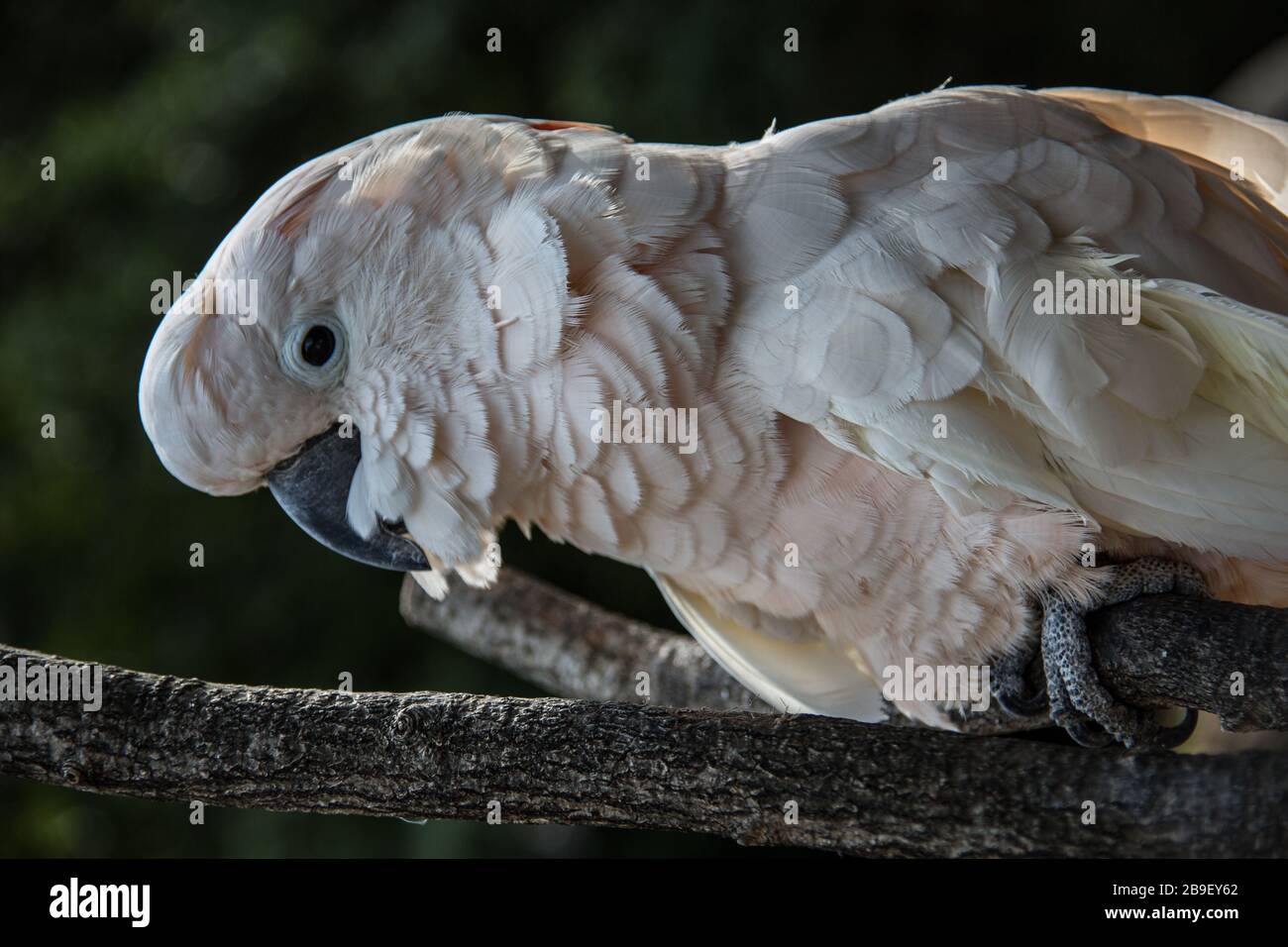 Cockatoo sits in the tree Stock Photo