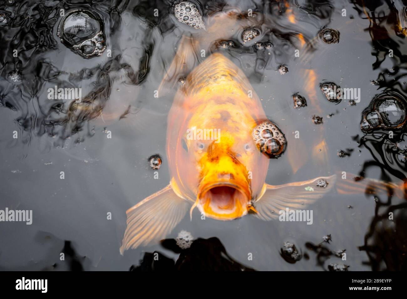 Picture of Goldfish in a pond taking in oxygen Stock Photo - Alamy