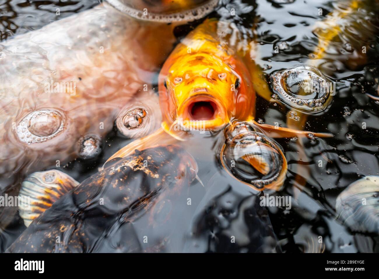 Goldfish in a pond taking in oxygen Stock Photo - Alamy - Proper Filter Size For Goldfish Oxygen