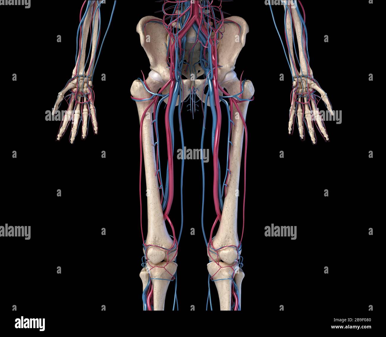 Front view of hip, limbs and hands of skeletal system with veins and arteries, black background. Stock Photo
