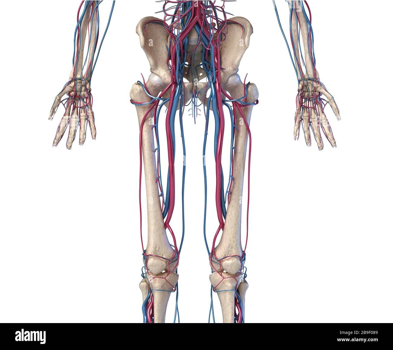Front view of hip, limbs and hands of skeletal system with veins and arteries, white background. Stock Photo