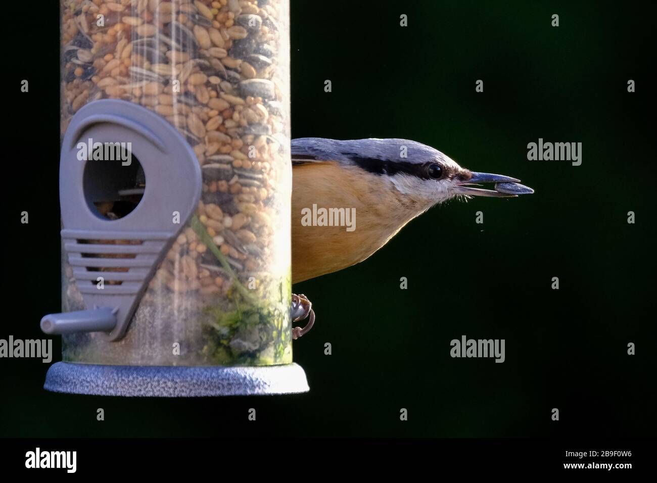 Nuthatch on a bird feeder Stock Photo