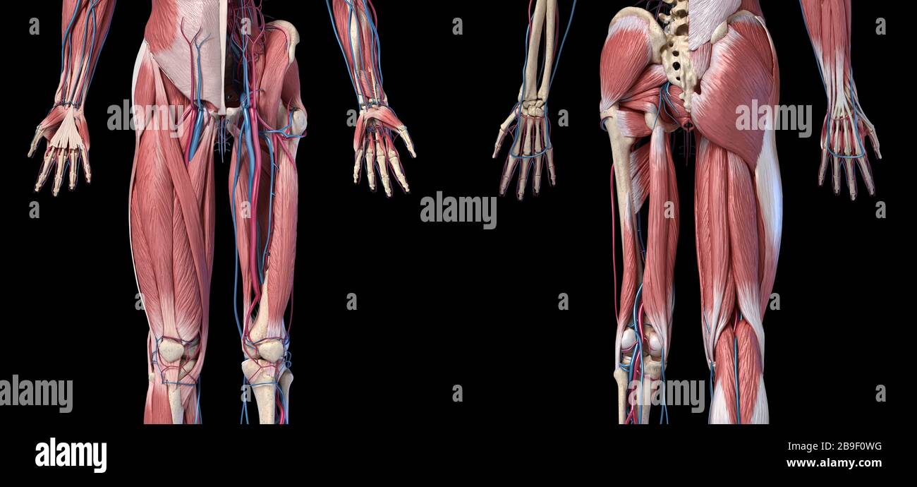 Low section views of human limbs, hip and muscular system with veins and arteries. Stock Photo