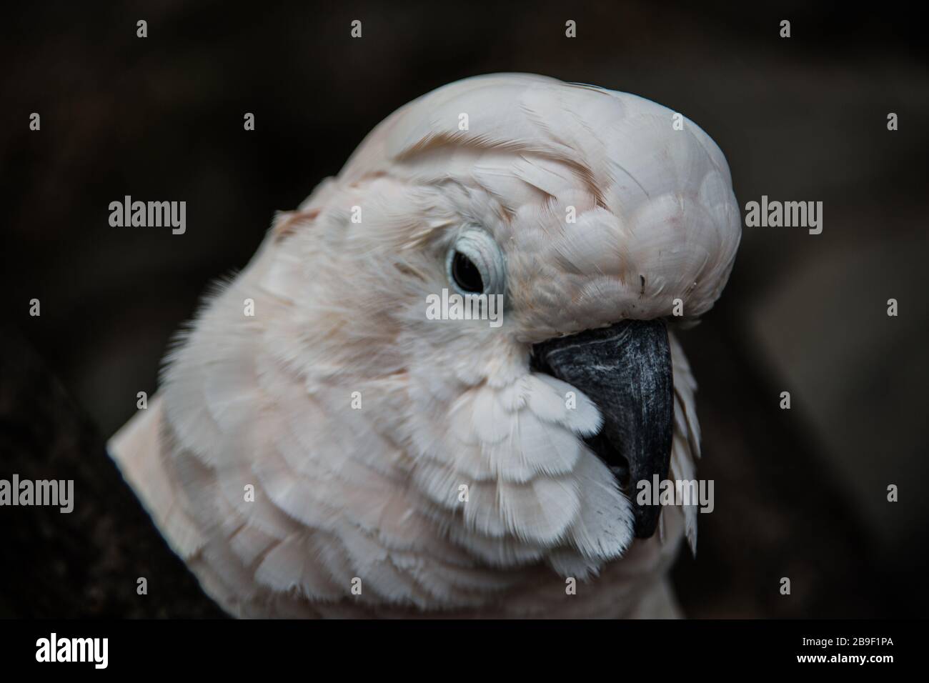 Cockatoo sits in the tree Stock Photo