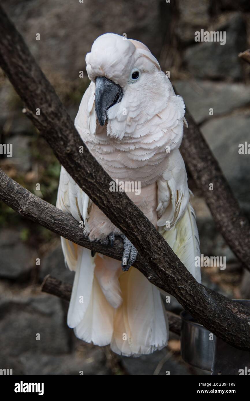 Cockatoo sits in the tree Stock Photo