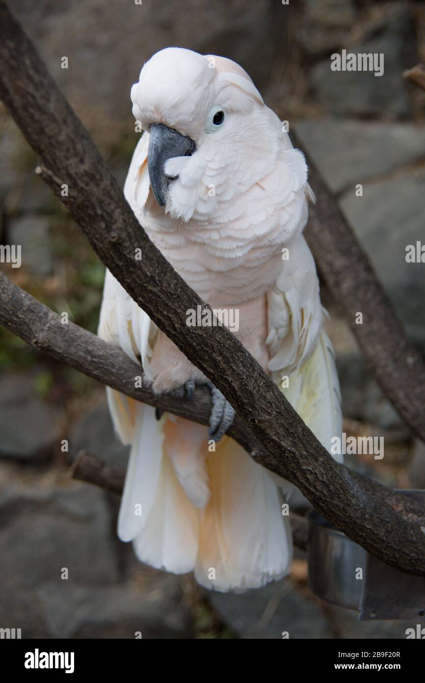 Cockatoo sits in the tree Stock Photo