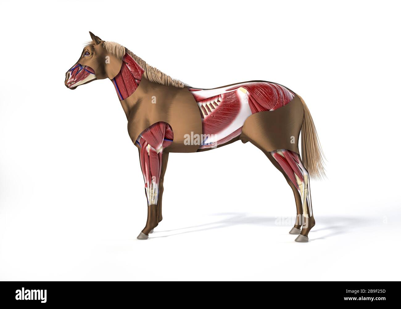 Muscular anatomy of a horse with cutaway effect, side view on white background. Stock Photo