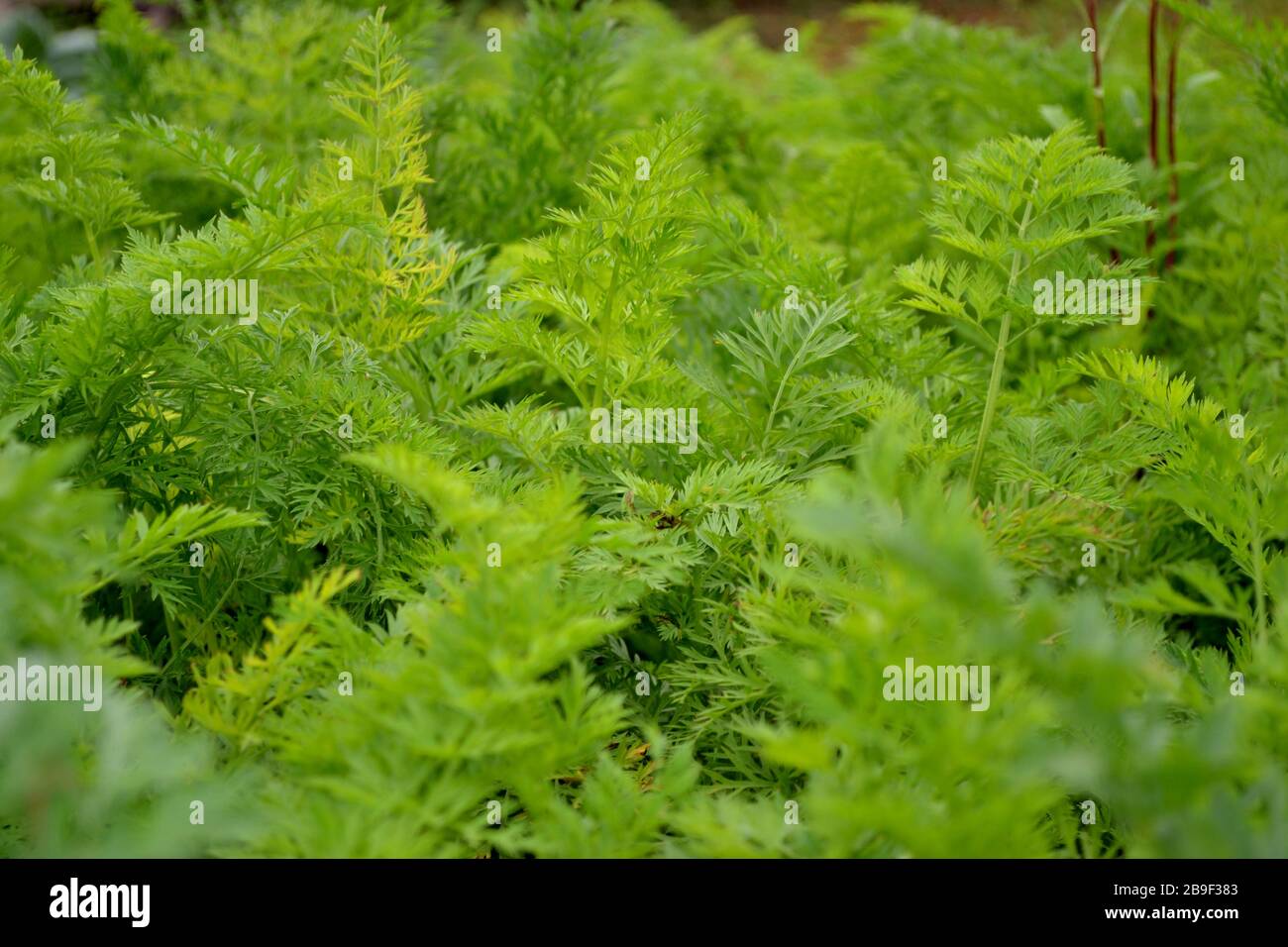 Carrot tops close-up. The green background of the garden with leaves. Stock Photo