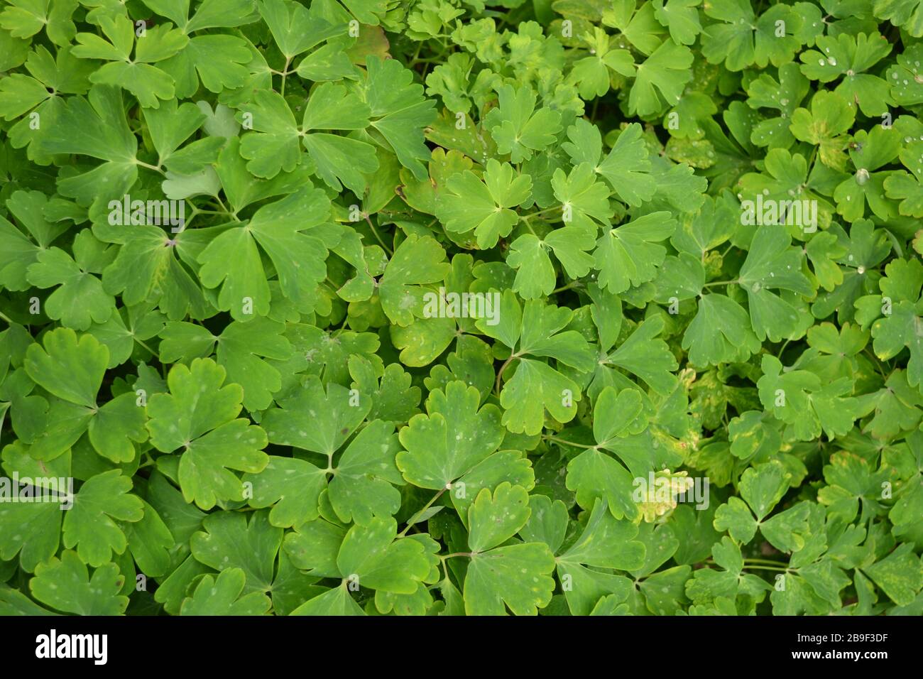 Thick green stems hi-res stock photography and images - Alamy