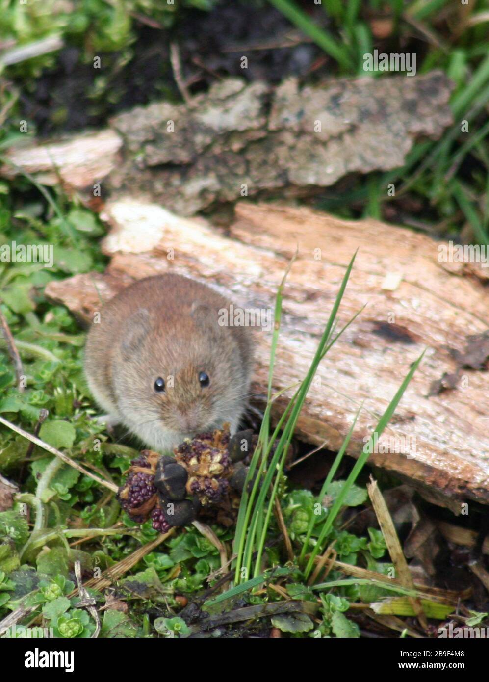 Field mouse Feeding Stock Photo Alamy
