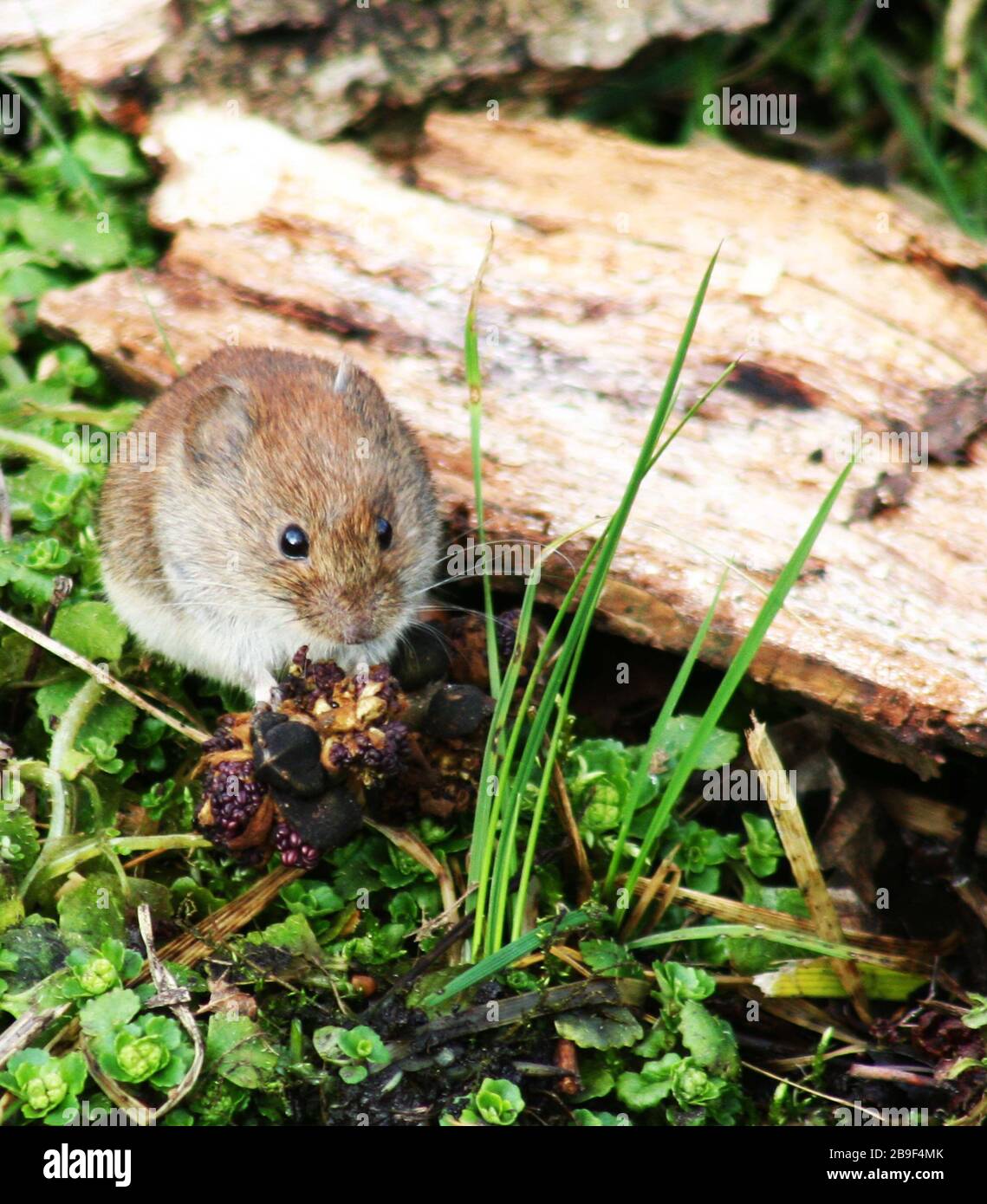 Field mouse Feeding Stock Photo Alamy