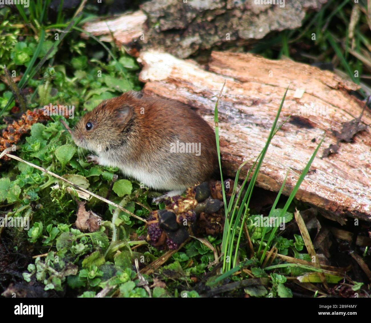 Field mouse Feeding Stock Photo Alamy