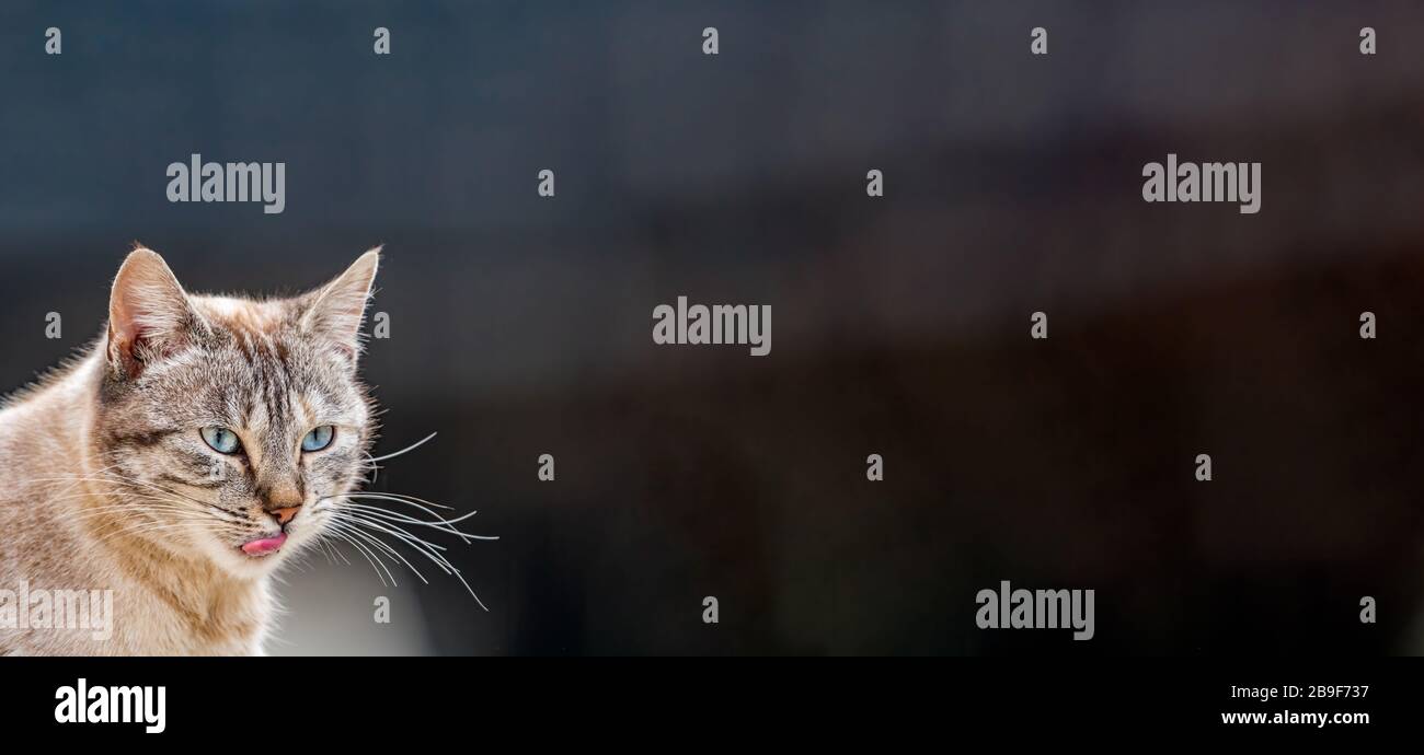 Front view of cat with tongue out and text space Stock Photo